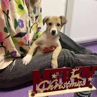 LIONA 🐾❤, ca.4 Mon. liebt alle & jeden, Hündin zur Adoption