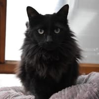 Sacer & Tusa  verschmustes Katzenpaar, Kater zur Adoption