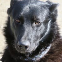 Lobo, freundlich, offen, neugierig, Hund zur Adoption