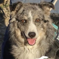 Duque, verträglich, lernwillig, offen, Hund zur Adoption