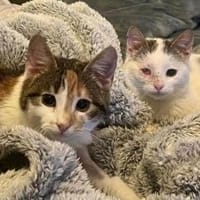 Cleo & Fina 💗 in 67655 Kaiserslautern, Katze zur Adoption