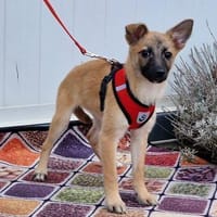 Liebe Dafke in 29339 Wathlingen  /Nds., Hündin zur Adoption