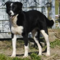 JOHN-BOY jetzt auf PS in 65... Hünfelden, Hund zur Adoption