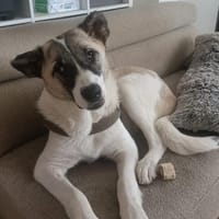 Lori, Hund zur Adoption