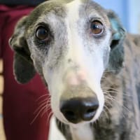 Maggie, vorsichtig, lernwillig, elegant, Hündin zur Adoption