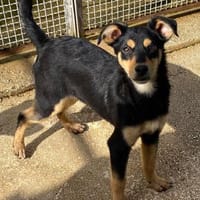 Salvo im Tierheim Ransbach-Baumbach, Hund zur Adoption