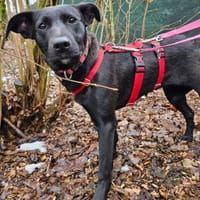 Priya wartet im Tierheim Sulzbach, Hündin zur Adoption