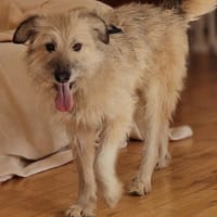 Traumhündin Mina 2,5 J., Hündin zur Adoption