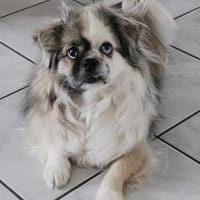 Dundee in 59329 Wadersloh, Hund zur Adoption