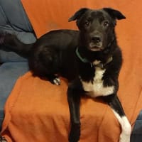 Samu, Hund zur Adoption