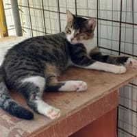 Lime, ruhige Gefährtin, ca. 1 Jahr, Katze zur Adoption