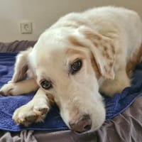 Zauberhafter Jimmy sucht ein Zuhause, Hund zur Adoption