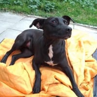BLACKA sucht DRINGEND! ........, Hündin zur Adoption