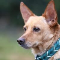 Melanio - wartet in 07907 Schleiz, Hund zur Adoption