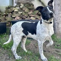 Buddy, freundlich, agil, neugierig, Hund zur Adoption