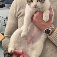 Akira 💗 wartet in 44809 Bochum, Katze zur Adoption