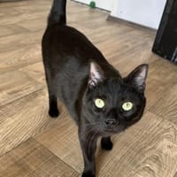 Theo sucht dich ❤, Kater zur Adoption