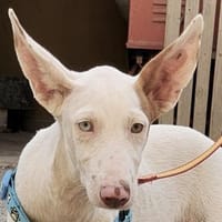 Bombon, neugierig, agil, freundlich, Hund zur Adoption