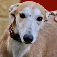 Coin, zutraulich, freundlich, lernwillig, Hund zur Adoption