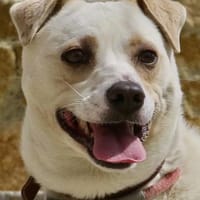 Coco, offen, menschenbezogen, neugierig, Hündin zur Adoption