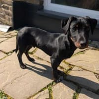 Herby jetzt Toni, Hund zur Adoption