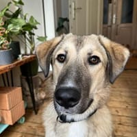 Miles - toller & junger Rüde auf PS, Hund zur Adoption