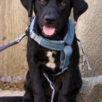 zarte Jinny 🥰, Hündin zur Adoption