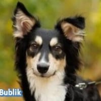 Vermittlungshilfe Bublik; Waldershof, Hund zur Adoption