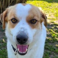 BRAJA-wundervolle Hündin, 54 cm, Hündin zur Adoption