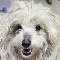 WINFRED-zuckersüßer Wuschel-Rüde, Hund zur Adoption