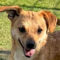 KARA-bezaubernde Welpen-Hündin, Hündin zur Adoption