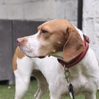 Inka1 sucht ein Zuhause, Hündin zur Adoption