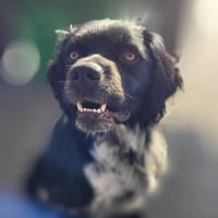 Brook  feiner Beobachter mit großem Her, Hund zur Adoption