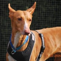 Estrella, Hündin zur Adoption