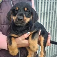 NICO - das Leben wartet, Hund zur Adoption