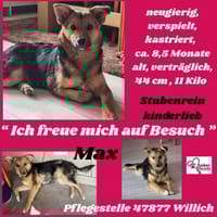 Max sucht ein schönes Zuhause, Hündin zur Adoption