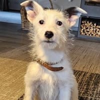 Oskar süßer kleiner Kerl, Hund zur Adoption