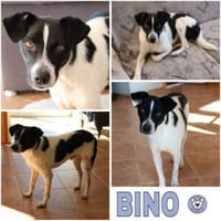 BINO -Kuschelbär sucht Herzenszuhause-, Hund zur Adoption