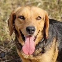 Zuckersüße NICKY, Hündin zur Adoption