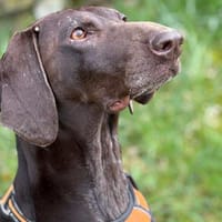 Donna - eine ganz besondere Hündin, Hündin zur Adoption