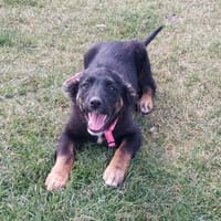 Alva, Hündin zur Adoption