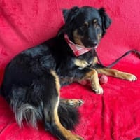 warmherziges Zuhause gesucht, Hündin zur Adoption