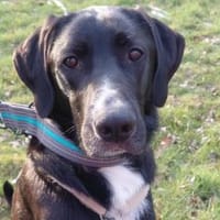 Alias - wartet in 44309 Dortmund, Hund zur Adoption