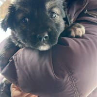 Zumba, das Jahr fängt ja gut an, Hund zur Adoption