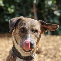 Lustiger Clown sucht seine Menschen, Hund zur Adoption