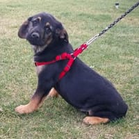 Amira, Hündin zur Adoption