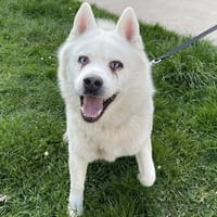 OSCAR PAA24164, chien à adopter