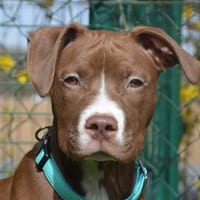 BAGHERA CHAO, chienne à adopter