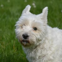 JYPSIE CHAO, chienne à adopter