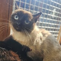 FELICANIS, chatte à adopter